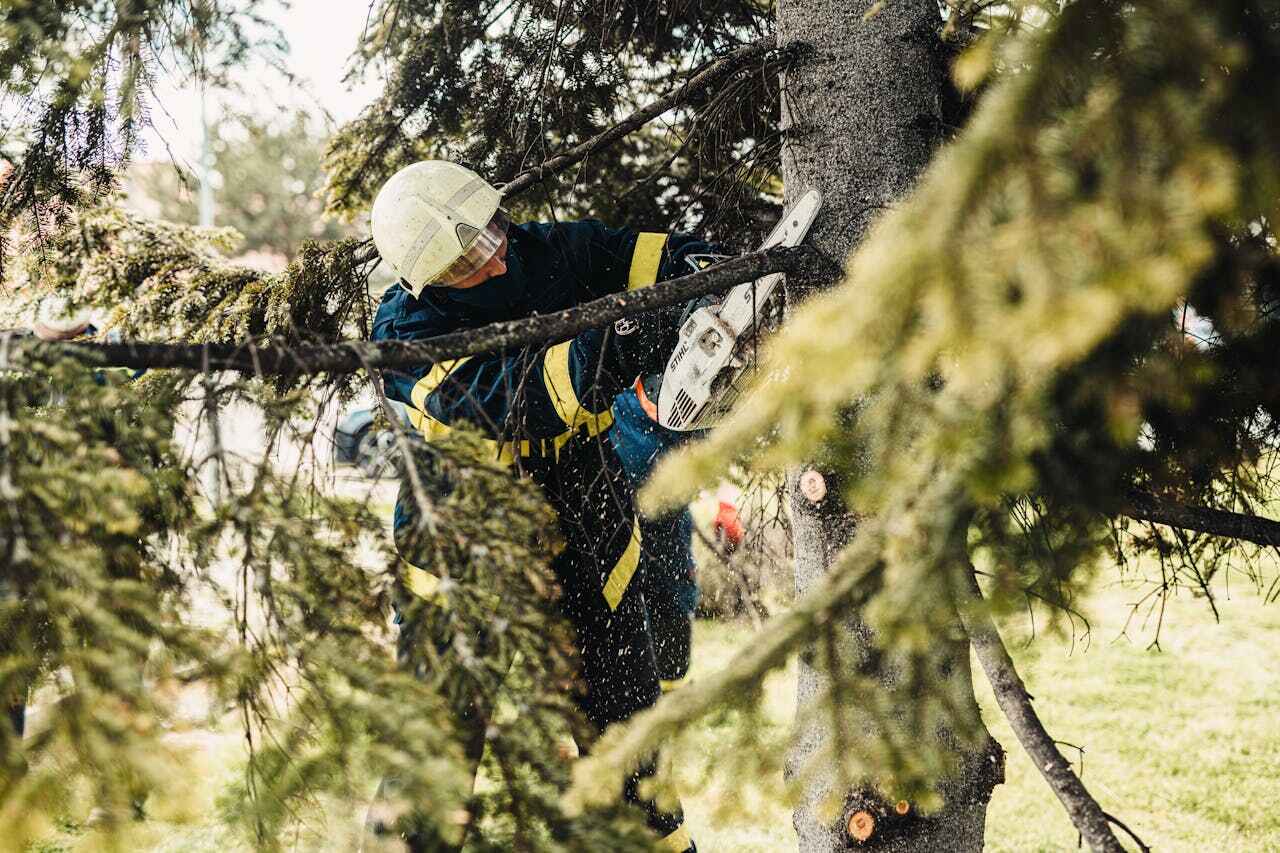 The Steps Involved in Our Tree Care Process in Pine Air, FL